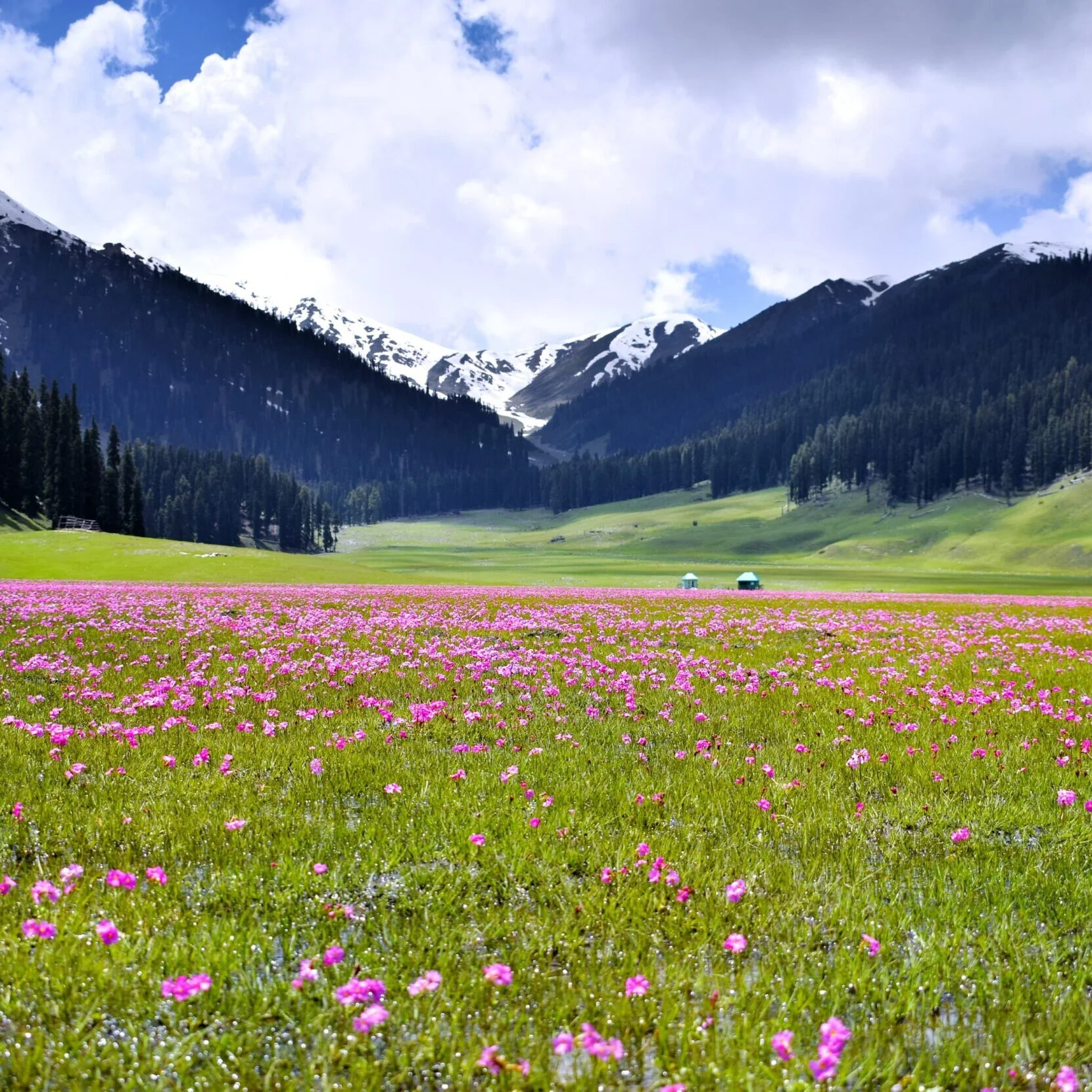 Bangus Valley